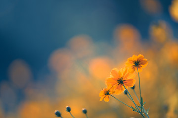 中央一台电视台节目表