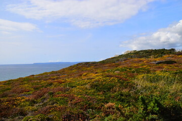 大型猫科动物有哪些