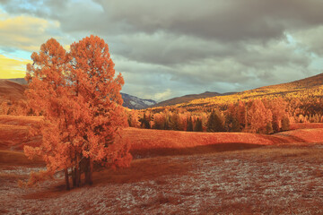 花卉是什么意思